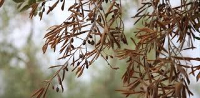 XYLELLA Avviso alla cittadinanza