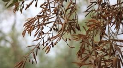 XYLELLA Avviso alla cittadinanza