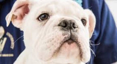 CONTRIBUTI PER LA STERILIZZAZIONE DI CANI DI PROPRIETÀ