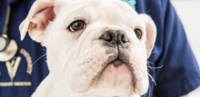 CONTRIBUTI PER LA STERILIZZAZIONE DI CANI DI PROPRIETÀ
